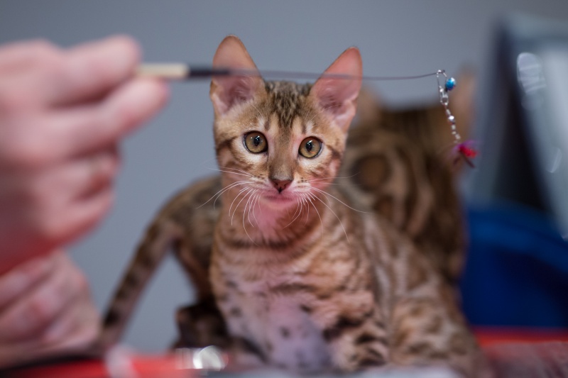 &quot;Зважений і пухнастий&quot;: кот Кекс выиграл битву гигантов на выставке в Киеве